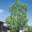 Hybrid Poplar Tree