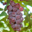 Somerset Seedless Grape Vine