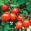San Vicente Hybrid Tomato