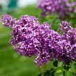 Lilac Sunday Lilac Plant