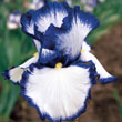 Presby's Crown Jewel German Iris