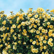 Sky's the Limit™ Climbing Rose Plant
