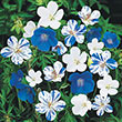 Blue and White Hardy Geranium Mix