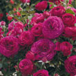Celestial Night™ Floribunda Rose