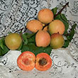 Montrose Apricot Tree