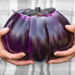 Prosperosa Eggplant