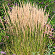 Feather Reed Grass