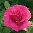 Gentle Giant™ Hybrid Tea Rose