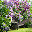 Old-Fashioned Lilac Hedge