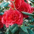 Curly Lady Camellia Plant