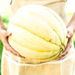 El Gordo Hybrid Melon Seed