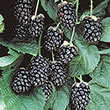 Sweetie Pie Thornless Blackberry Plant