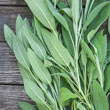 Sage Herb — Plant