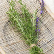 Rosemary Herb — Plant