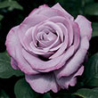 Neptune™ Hybrid Tea Rose