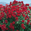 Oh My!<sup>®</sup> Floribunda Rose - Jumbo