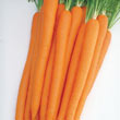 Sugarsnax Hybrid Carrot Seed
