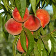 Nectar Peach