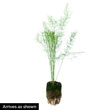 AsparaBest<sup>™</sup> Asparagus Plant