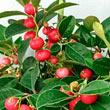 Berry Cascade™ Wintergreen