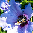 Bluebird Hibiscus Plant