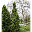 Pyramidal Arborvitae Hedge