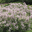 Korean Dwarf Lilac Hedge