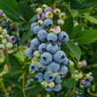 Misty Southern Highbush Blueberry