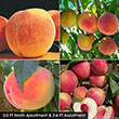 Peach Fruit Tree Assortment