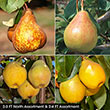 Pear Fruit Tree Assortment