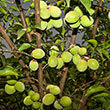 Koume Apricot Tree