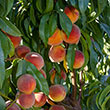 Peachy Keen Peach Tree