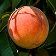 Santa Barbara Peach Tree