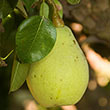 Fan-Cris™ Pear Tree