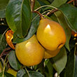 Fan-Stil<sup>®</sup> Pear Tree