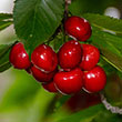 Tulare Cherry Tree