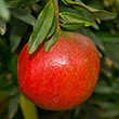 Austin Pomegranate