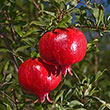 Granada Pomegranate