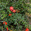 Texas Hardy Pomegranate