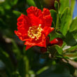 Wonderful Pomegranate