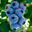 Elliot Blueberry Hedge