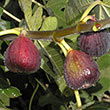 Italian Everbearing Fig