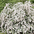 Snowmound White Spirea