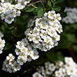 Snowmound White Spirea