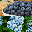 Best of the Best Blueberry Collection