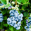 Best of the Best Blueberry Collection