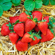 Sweet Sensation Strawberry