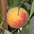 Rubidoux Peach
