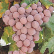 Pink Reliance Seedless Grape Vine