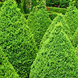 Green Mountain Boxwood Hedge